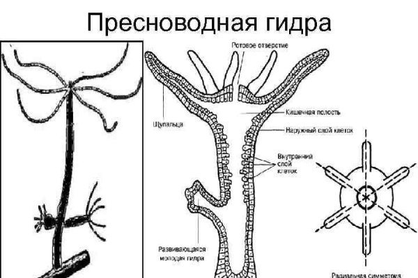 Омг омг оригинальная ссылка tor wiki online